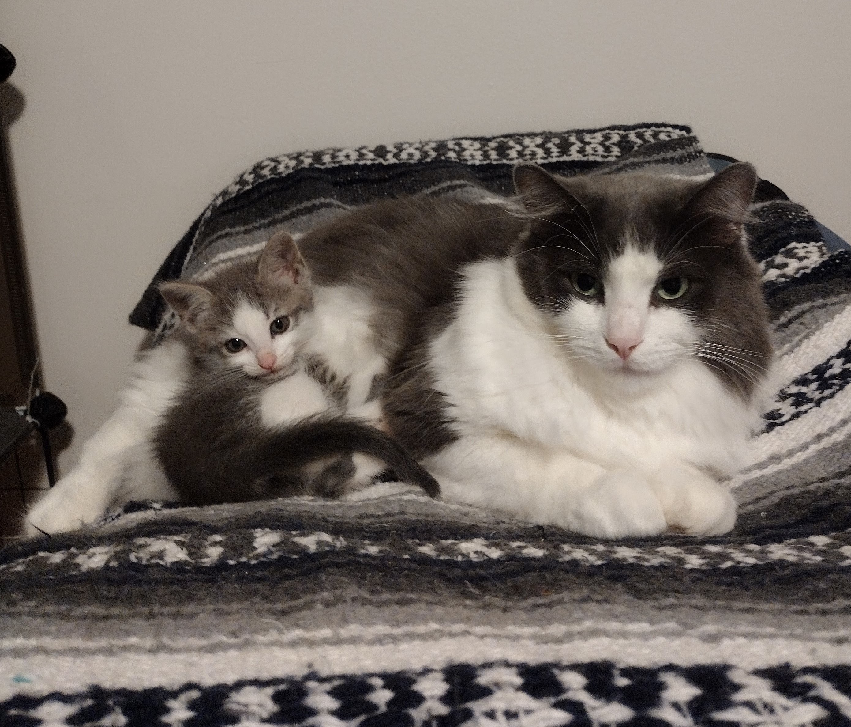 Enlarge Smokey, a Adopted mixed breed in Novi, MI image 4/6