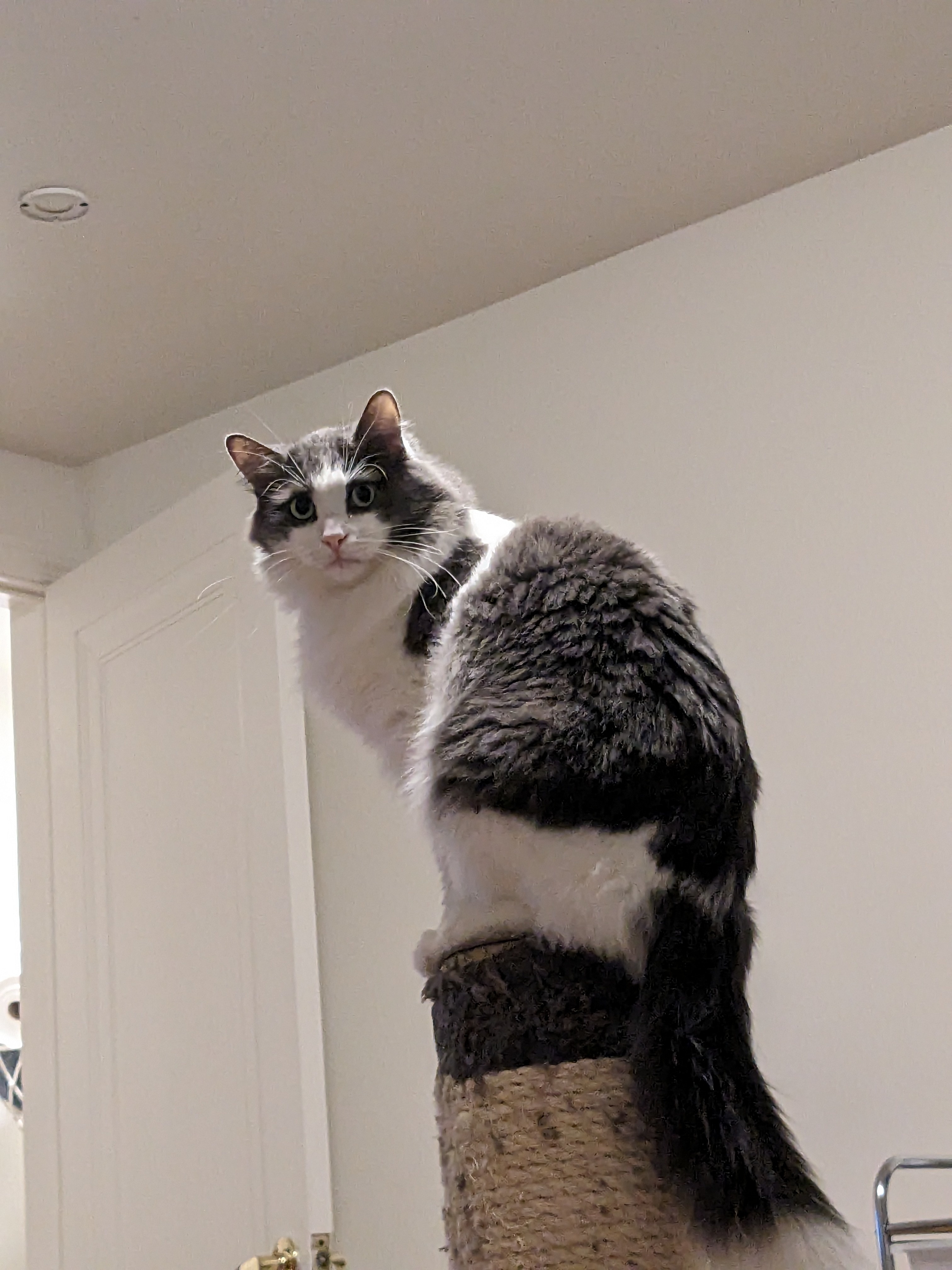 Enlarge Smokey, a Adopted mixed breed in Novi, MI image 5/6