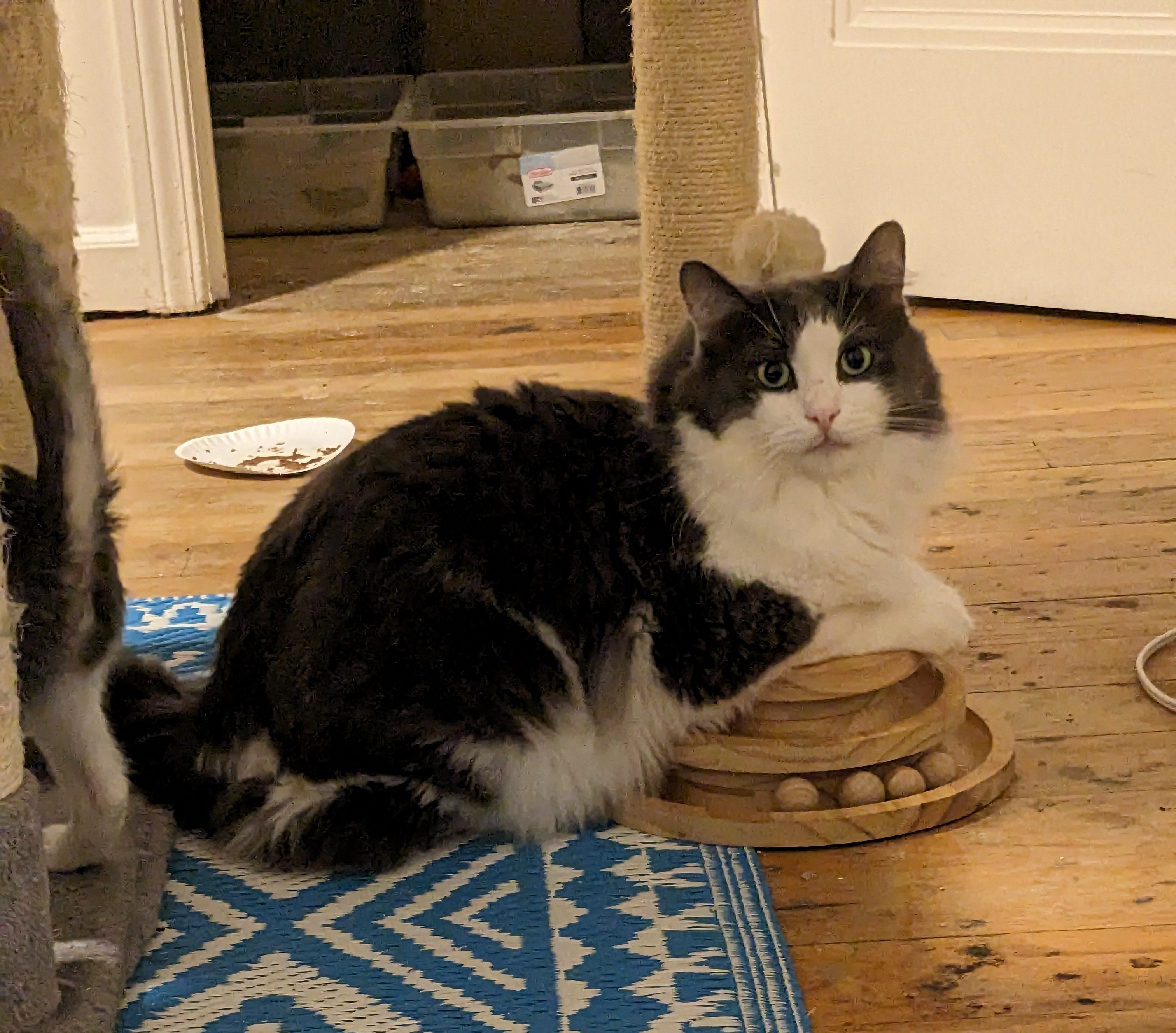 Enlarge Smokey, a Adopted mixed breed in Novi, MI image 6/6