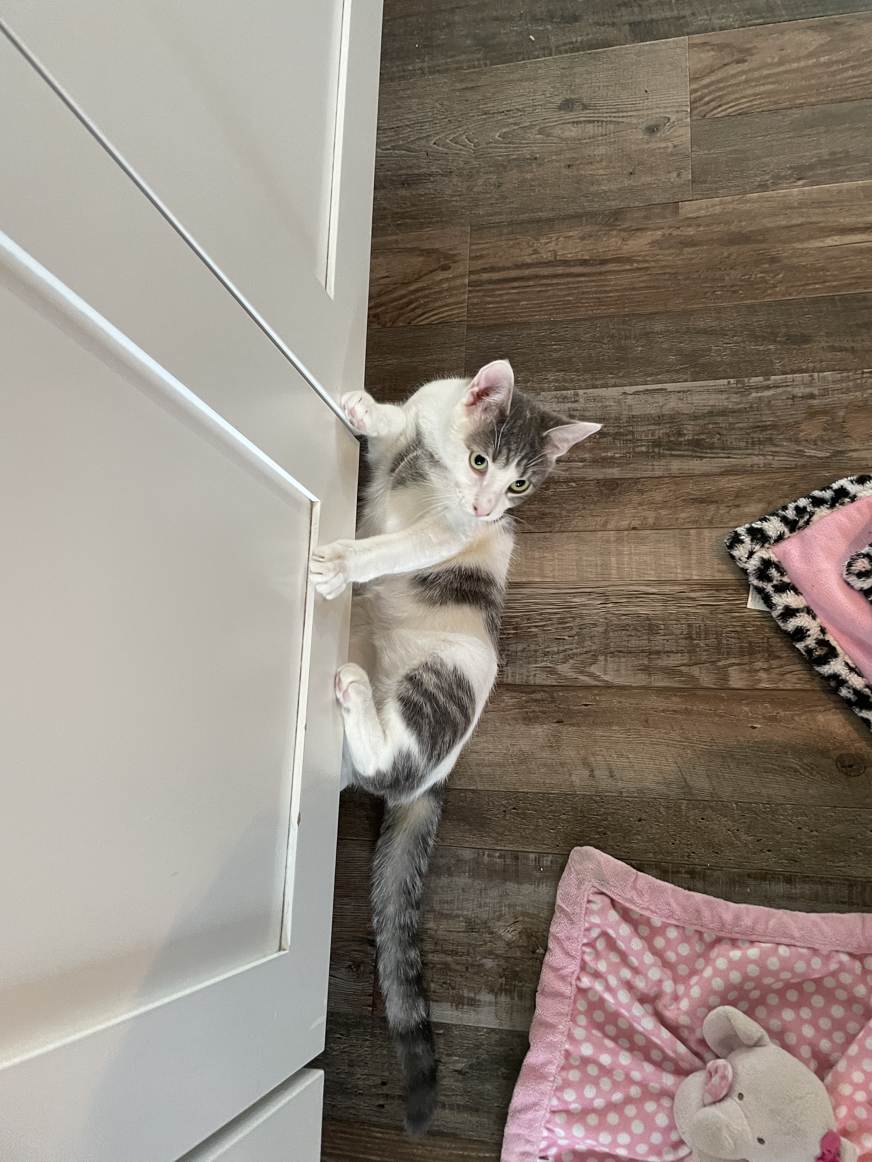 Nayah, Adoptable, Kitten Female Domestic Short Hair.