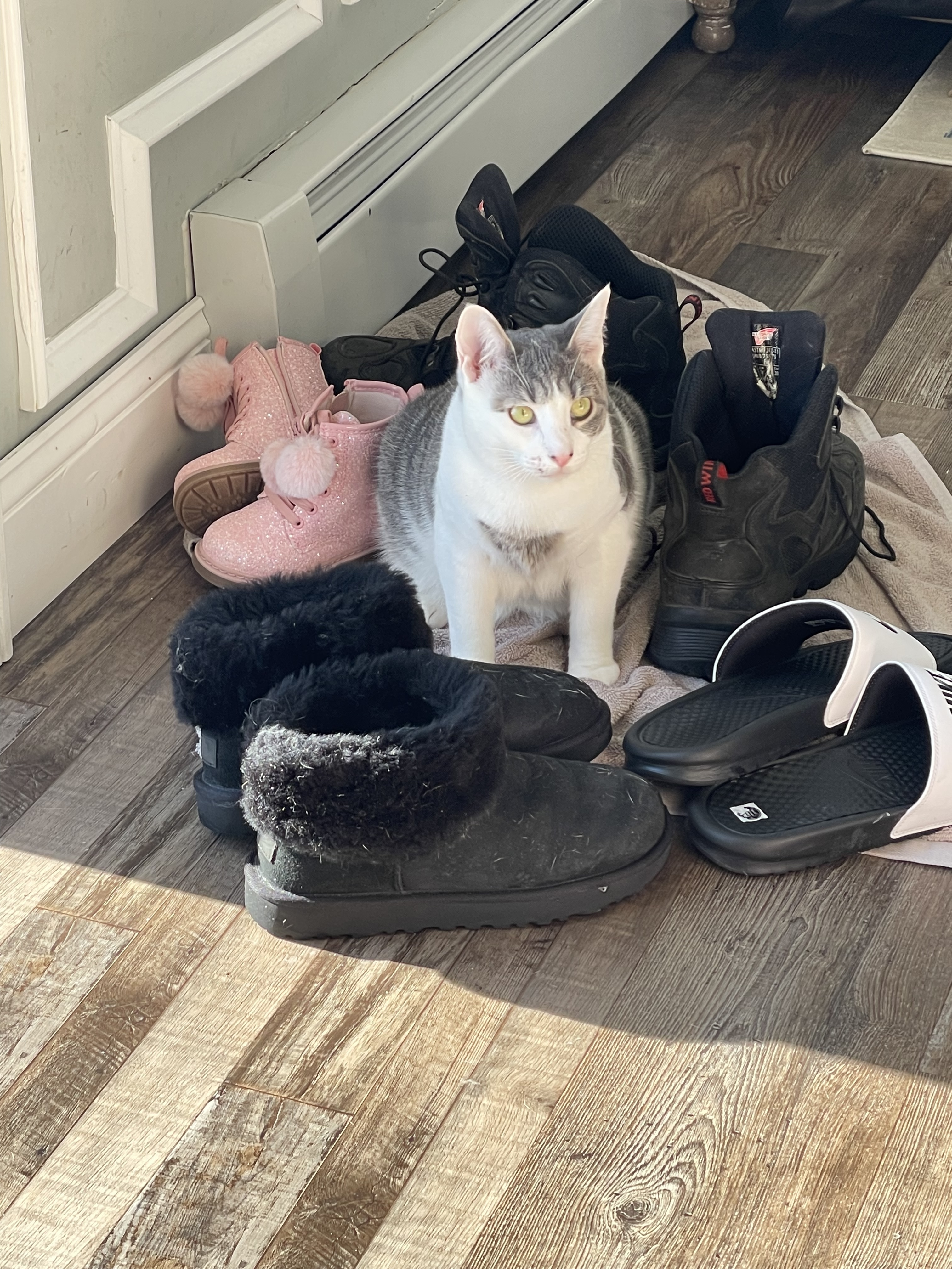 Nayah, a Adoptable Domestic Short Hair in Manorville, NY image 2/12