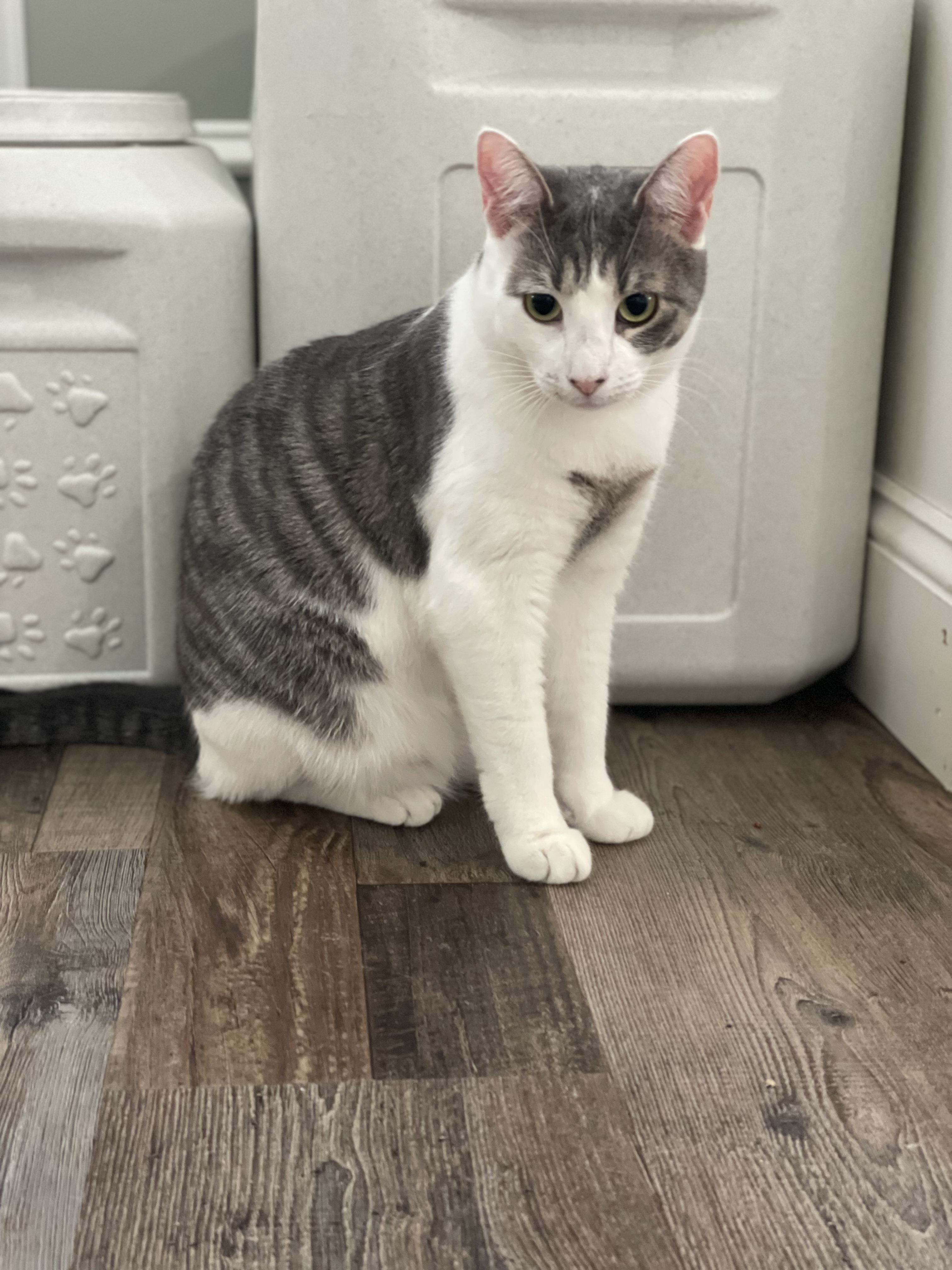 Nayah, a Adoptable Domestic Short Hair in Manorville, NY image 4/12