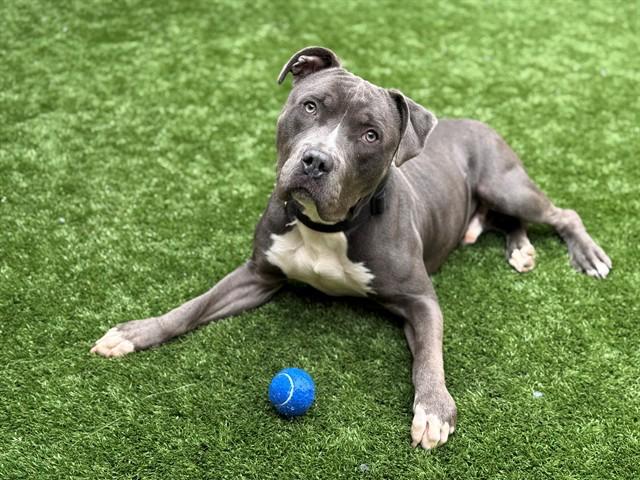 Enlarge URGENT! SAVE ME PLEASE! Albie #A546693, a Adoptable Pit Bull Terrier in San Marcos, CA image 1/1