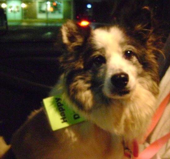 Heidi-ADOPTED, Adopted, Adult Female Shetland Sheepdog / Sheltie.