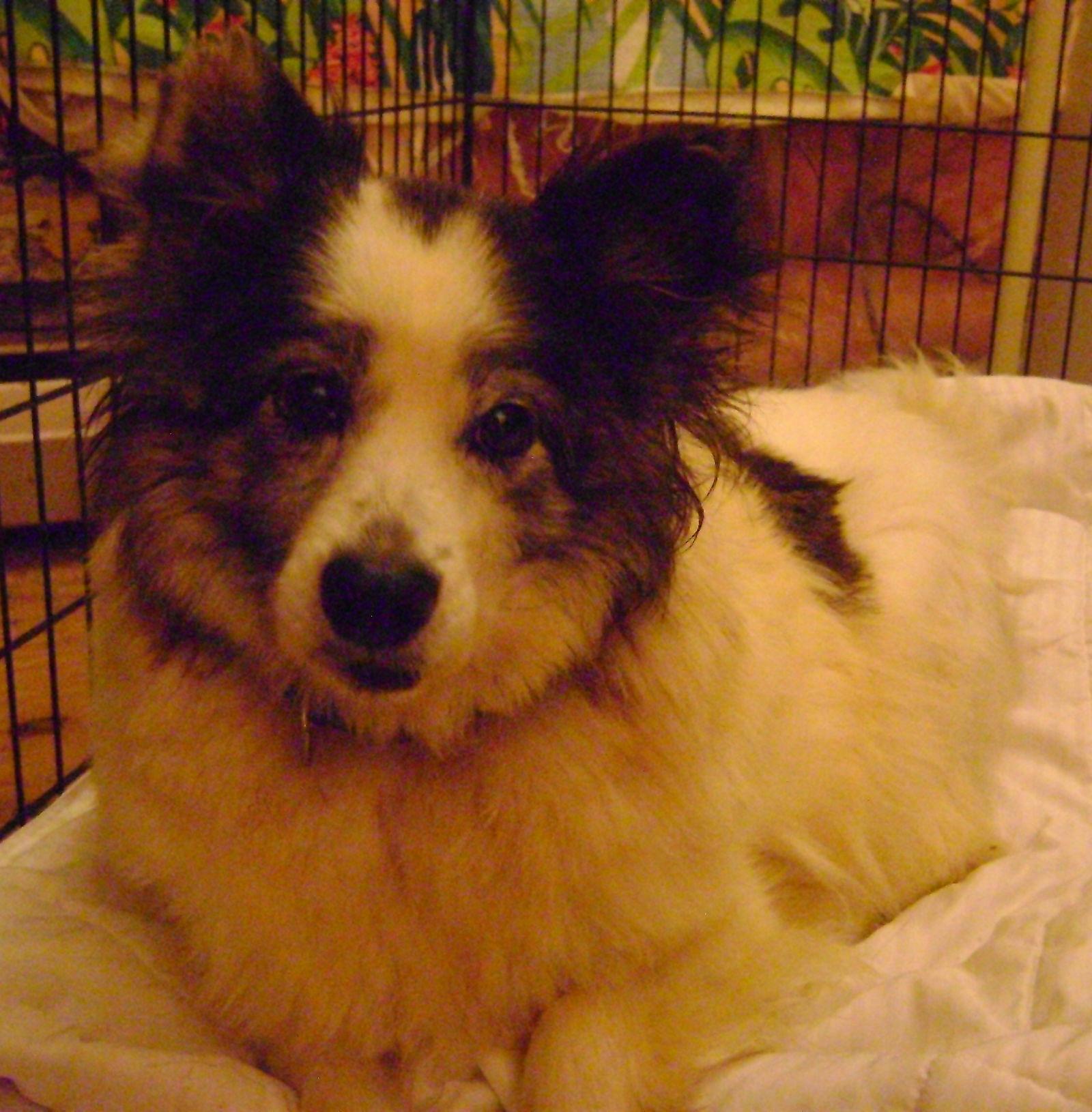 Heidi-ADOPTED, a Adopted Shetland Sheepdog / Sheltie image 2/3