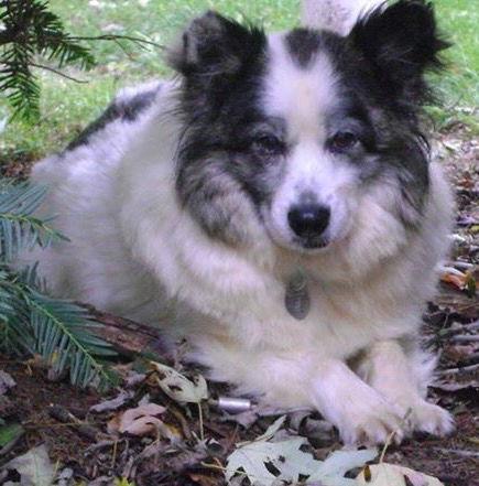 Heidi-ADOPTED, a Adopted Shetland Sheepdog / Sheltie image 3/3