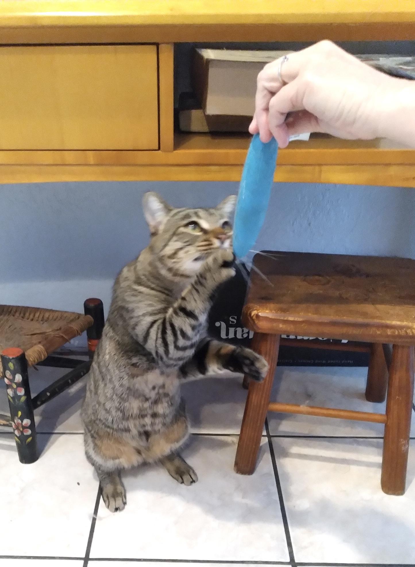 Rover (loving kitty)*VIDEO*