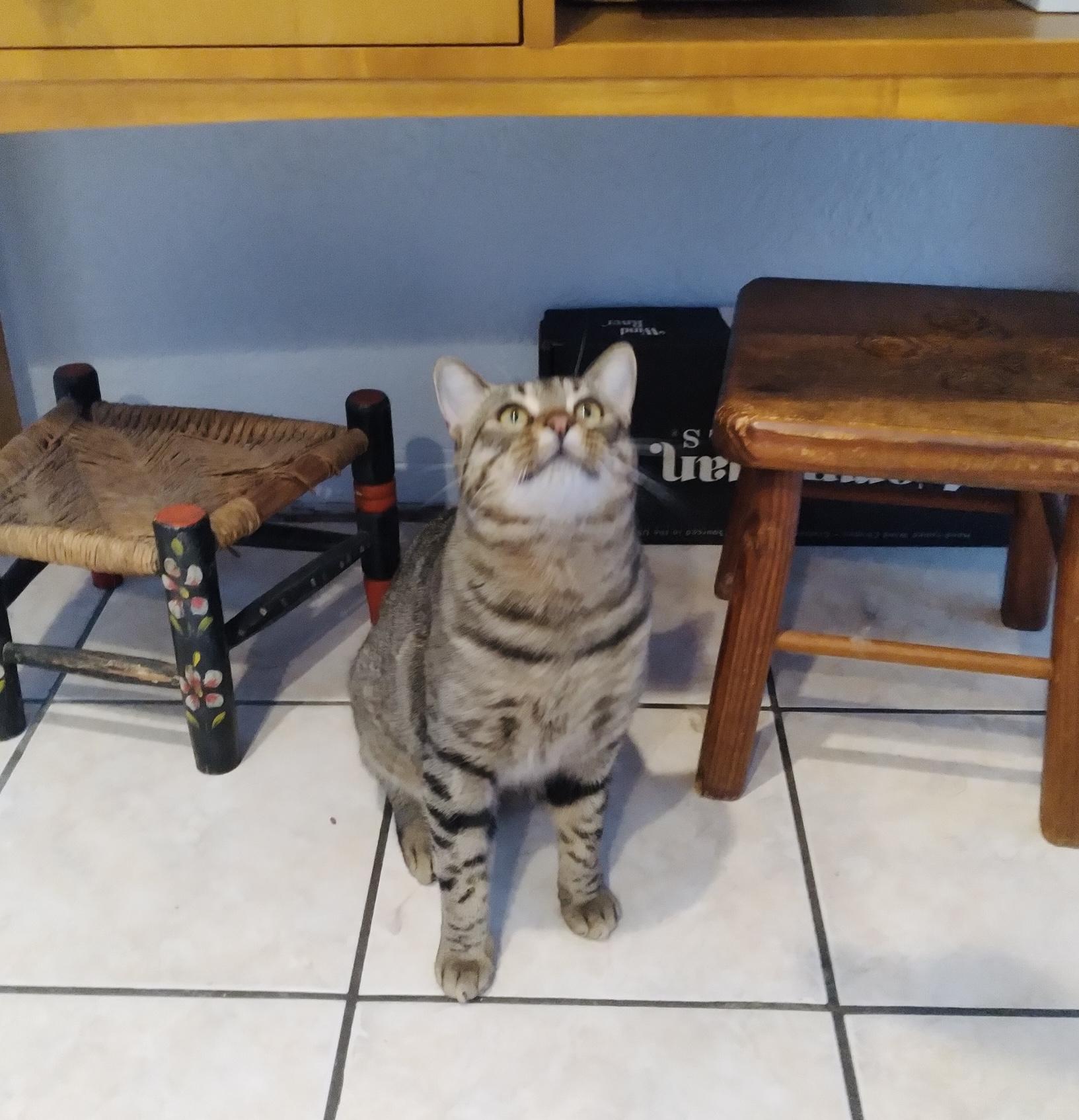 Enlarge Rover (loving kitty)*VIDEO*, a Adoptable Domestic Short Hair in Daytona Beach, FL image 3/3