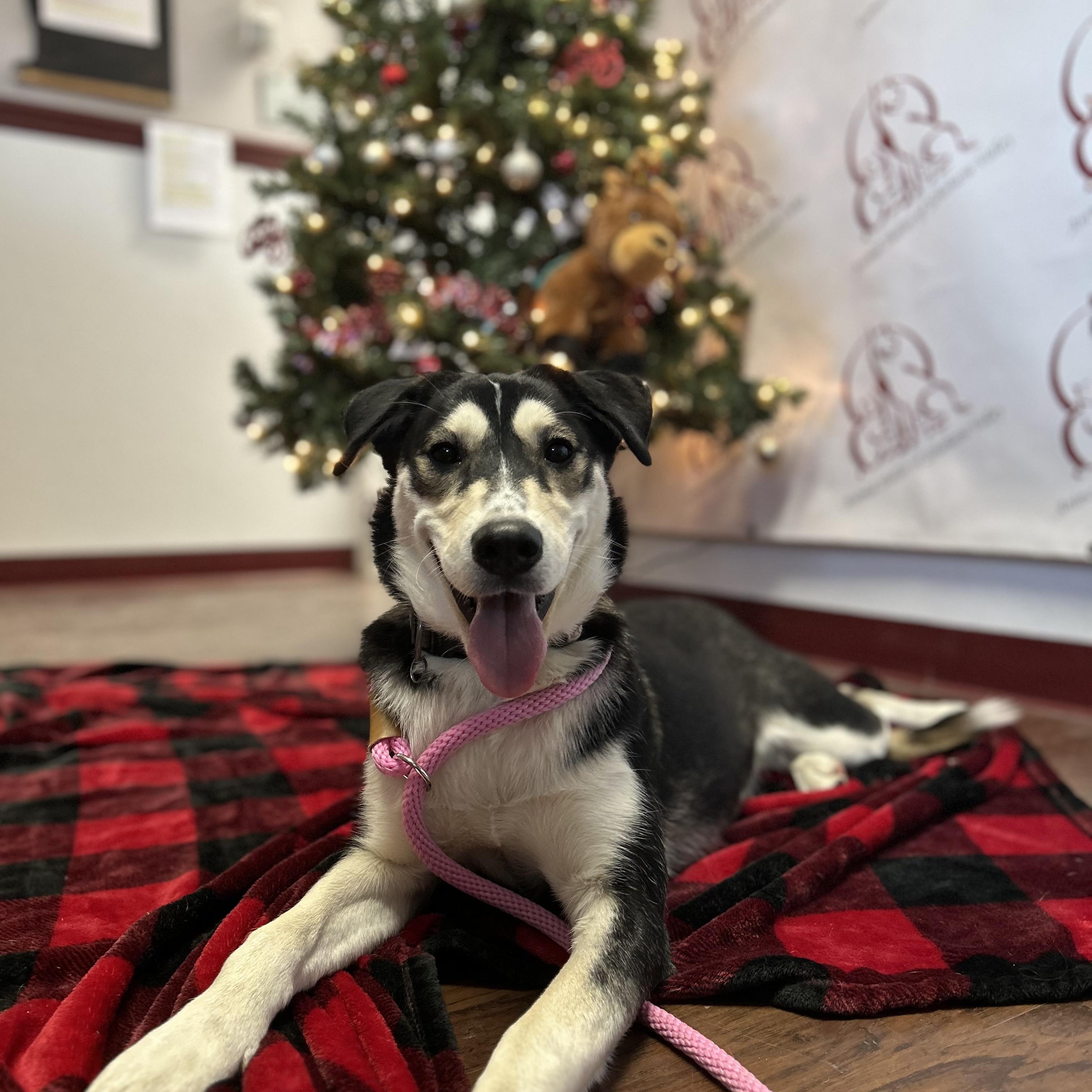 Marla, Adoptable, Young Female Hound & Husky.