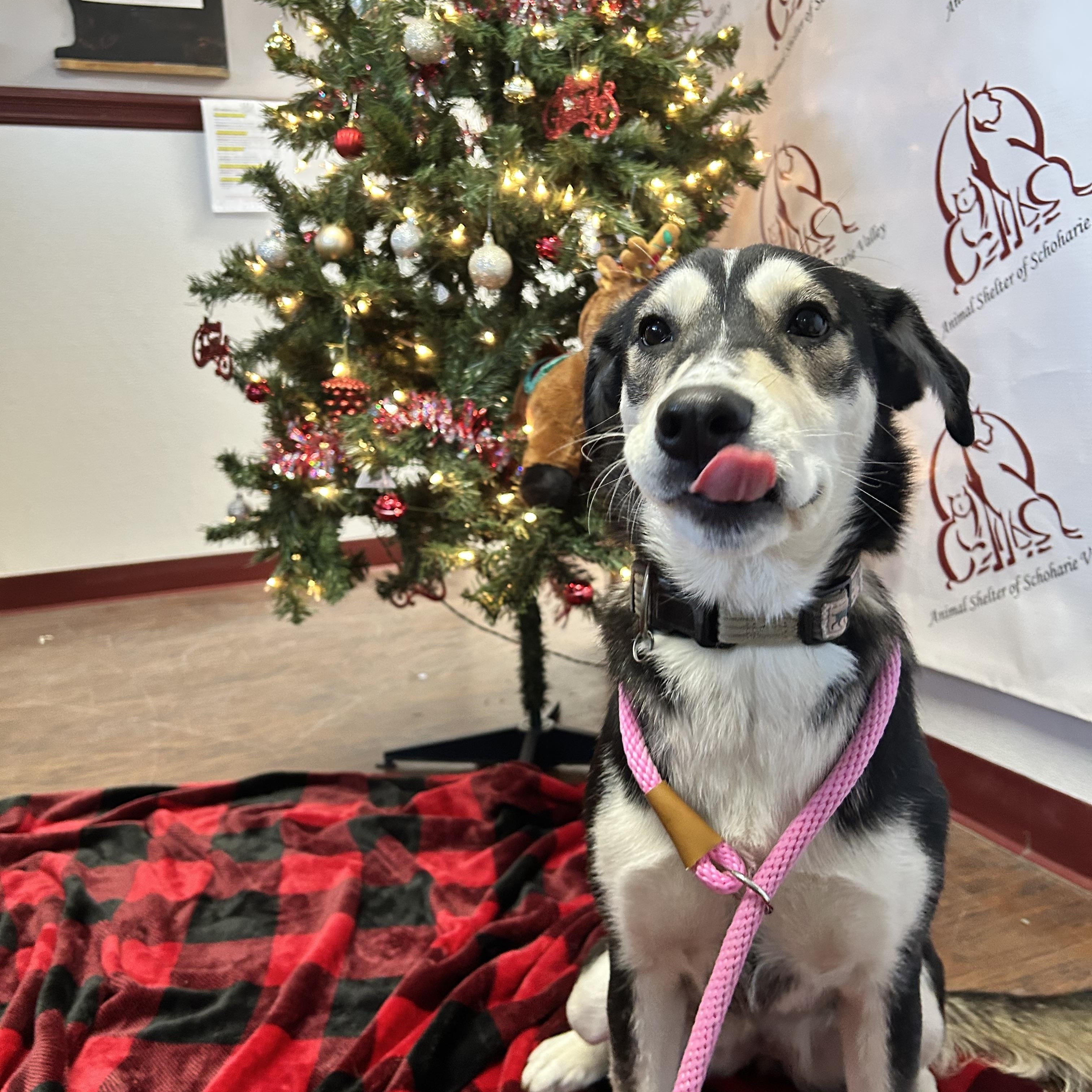 Enlarge Marla, a Adoptable mixed breed in Howes Cave, NY image 2/4