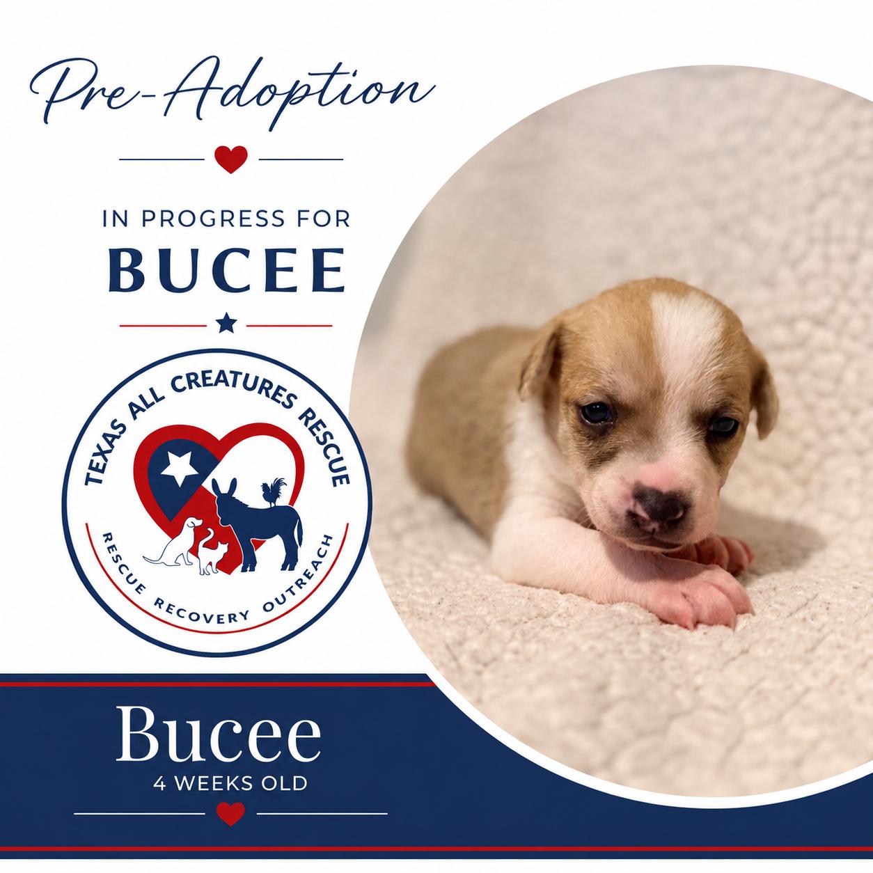 Bucee, Adoptable, Senior Male Chihuahua & Rat Terrier.