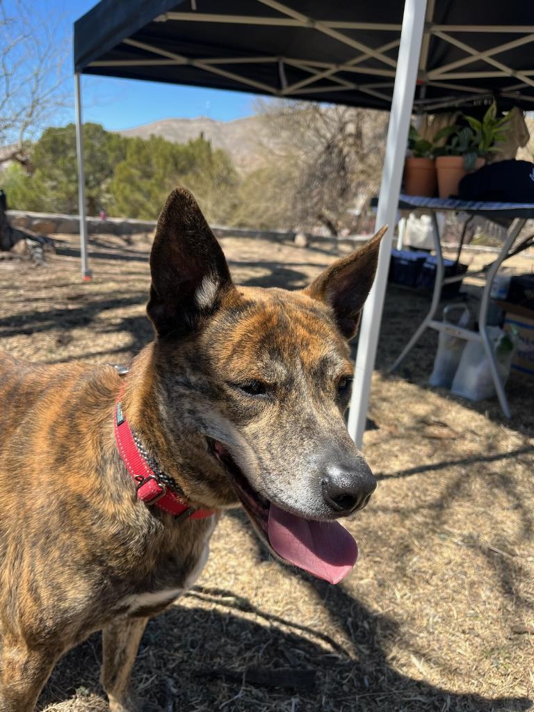 Enlarge Hershey, a Adoptable mixed breed in El Paso, TX image 1/8