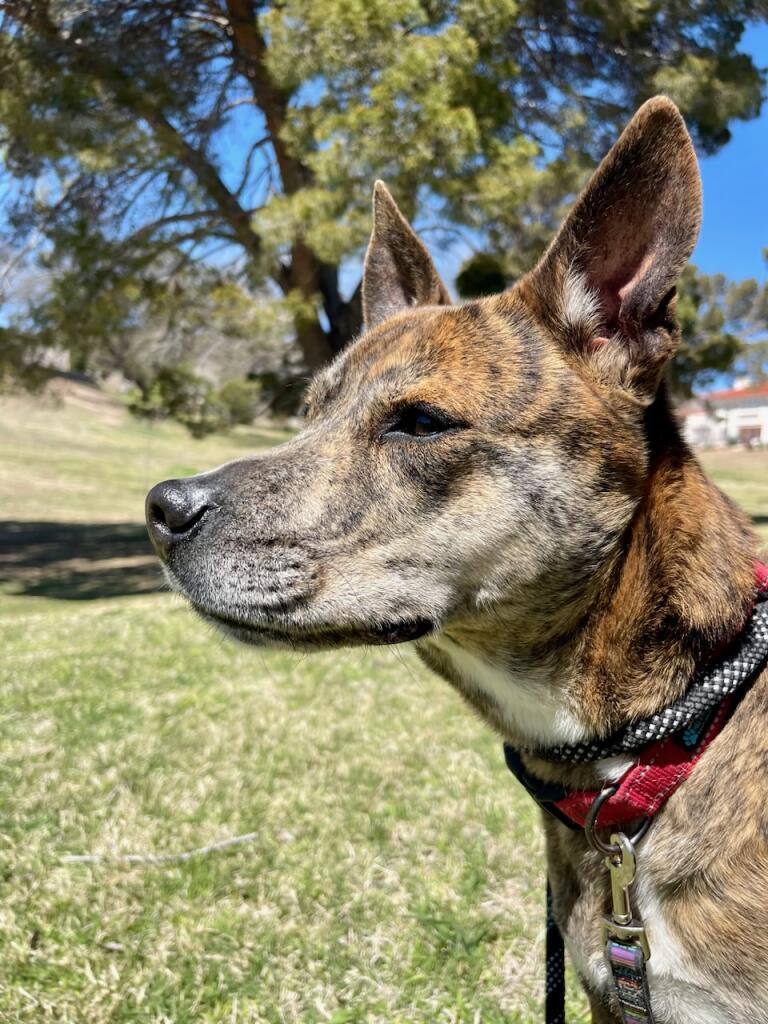 Enlarge Hershey, a Adoptable mixed breed in El Paso, TX image 2/8