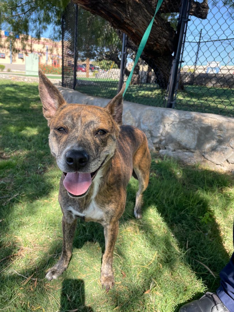 Enlarge Hershey, a Adoptable mixed breed in El Paso, TX image 3/8