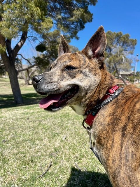 Enlarge Hershey, a Adoptable mixed breed in El Paso, TX image 4/8