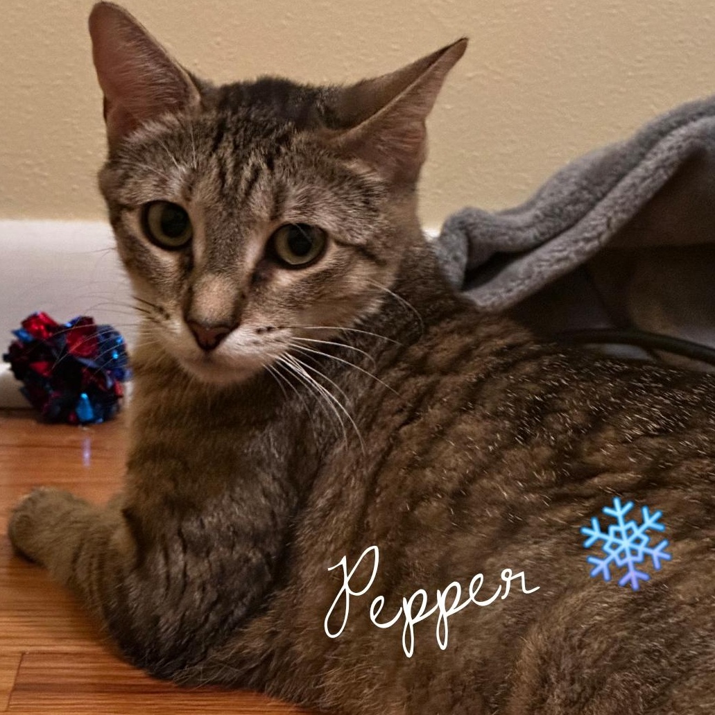 Pepper, a Adoptable Domestic Short Hair image 2/3