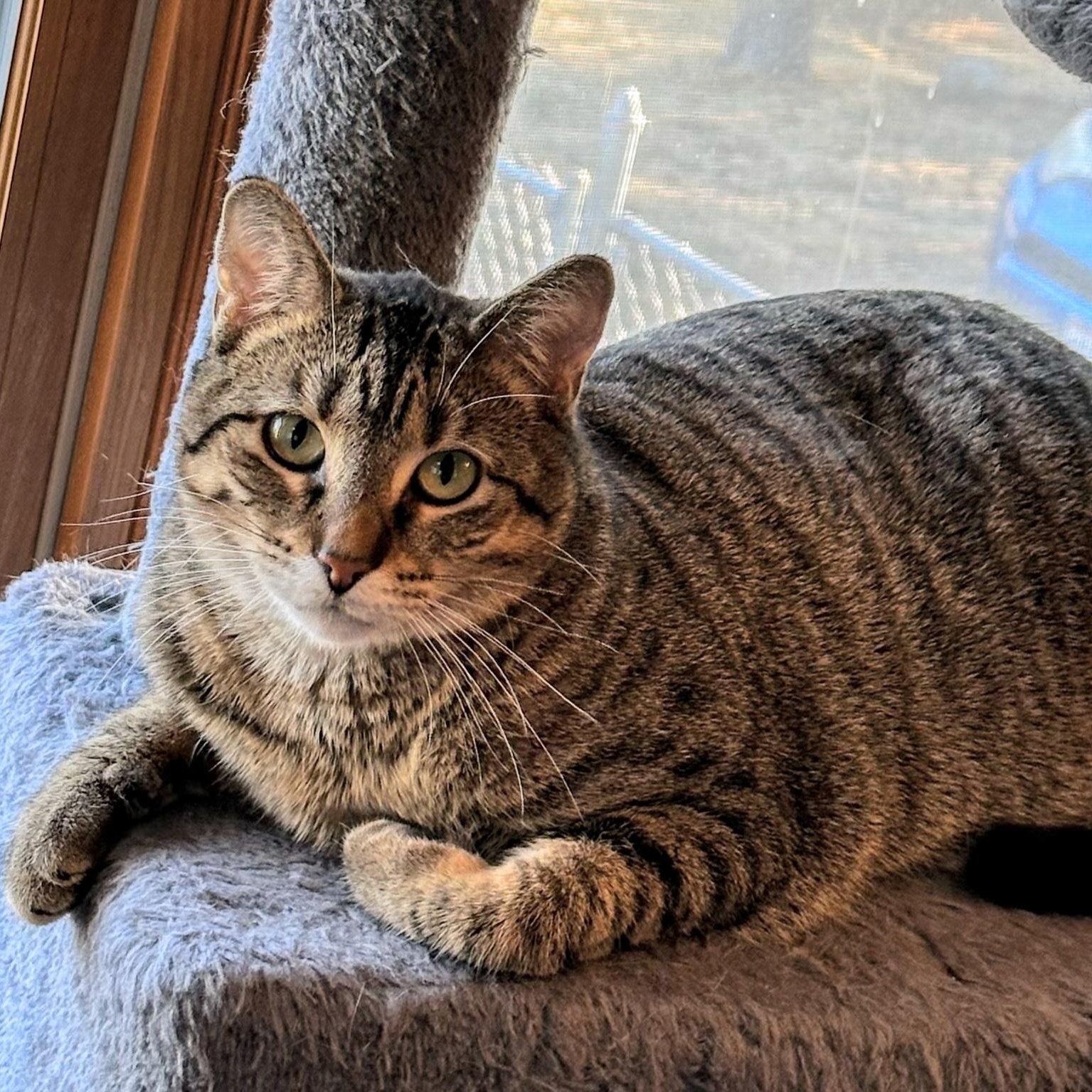 Pepper, Adoptable, Young Female Domestic Short Hair.