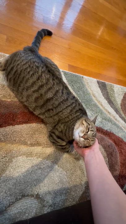 Enlarge Pepper, a Adoptable Domestic Short Hair video 3/3