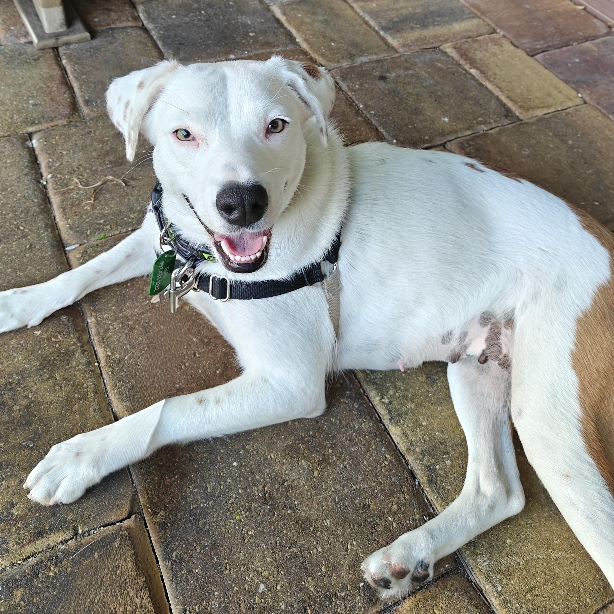 Enlarge Yogurt, a ADOPTABLE mixed breed in Palm Harbor, FL image 2/4