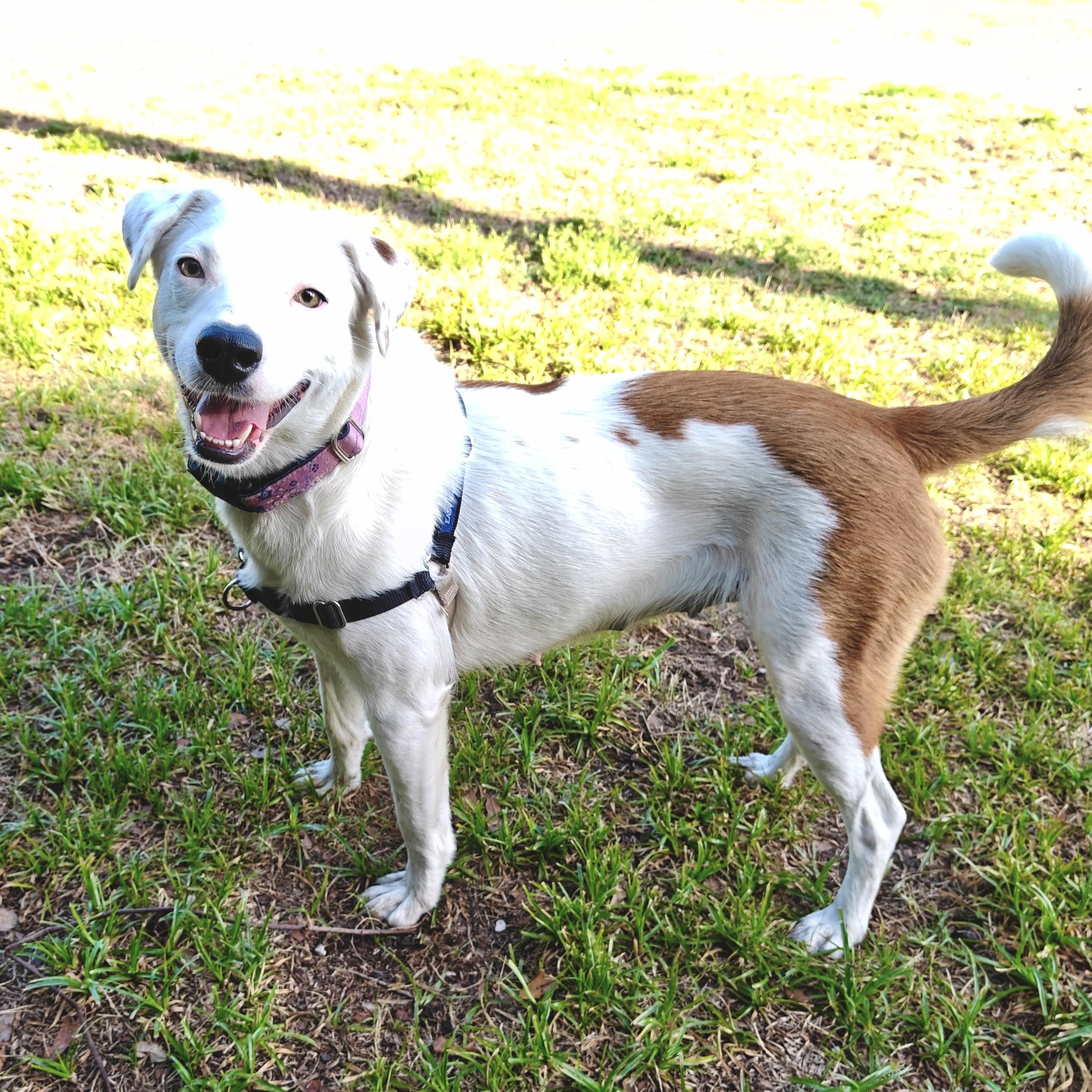 Enlarge Yogurt, a ADOPTABLE mixed breed in Palm Harbor, FL image 3/4