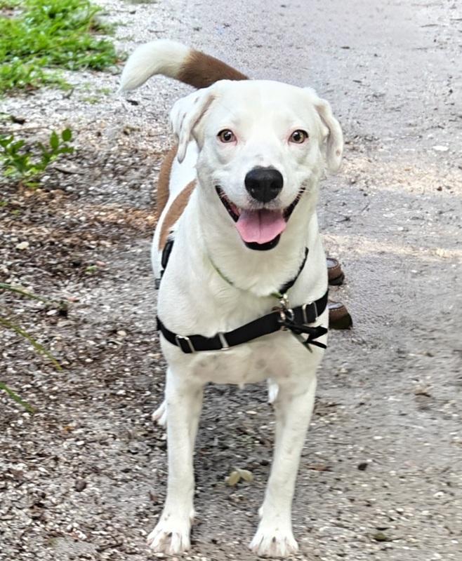 Enlarge Yogurt, a ADOPTABLE mixed breed in Palm Harbor, FL image 1/5