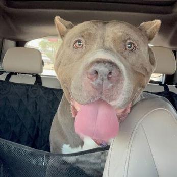 Silver, a Adoptable Pit Bull Terrier in Turlock, CA image 1/6