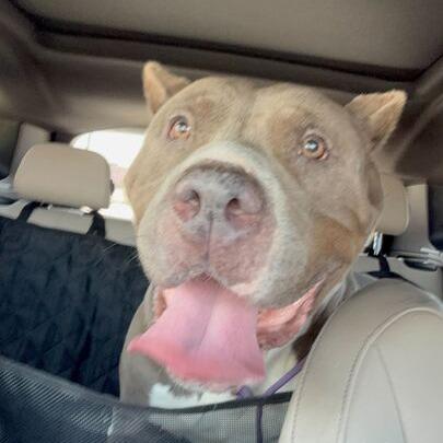 Silver, a Adoptable Pit Bull Terrier in Turlock, CA image 2/6