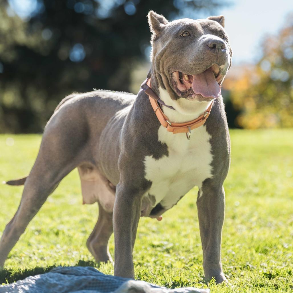 Silver, a Adoptable Pit Bull Terrier in Turlock, CA image 4/6