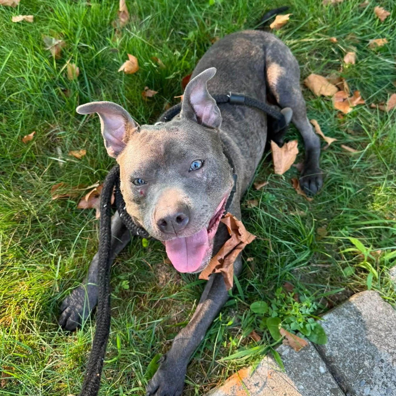 Enlarge Zoe, a ADOPTABLE Terrier in North Syracuse, NY image 3/4
