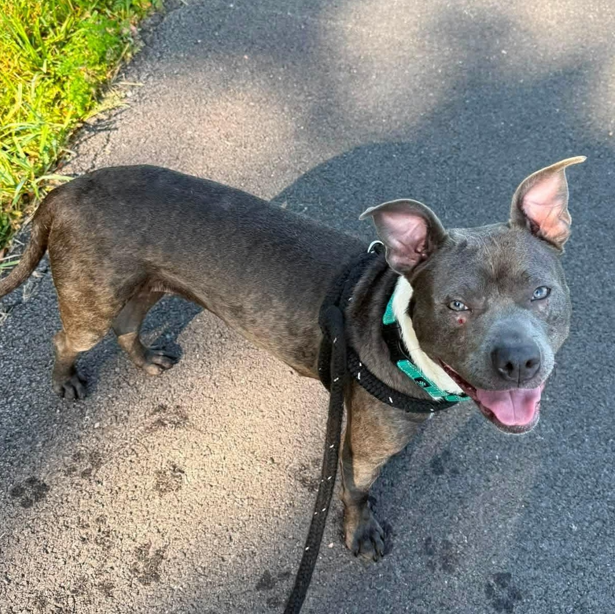 Zoe, ADOPTABLE, Young Female Terrier.