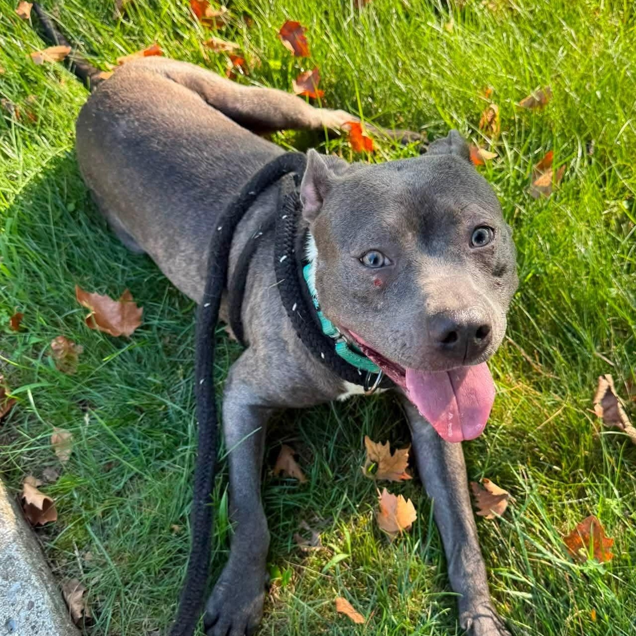 Enlarge Zoe, a ADOPTABLE Terrier in North Syracuse, NY image 4/4