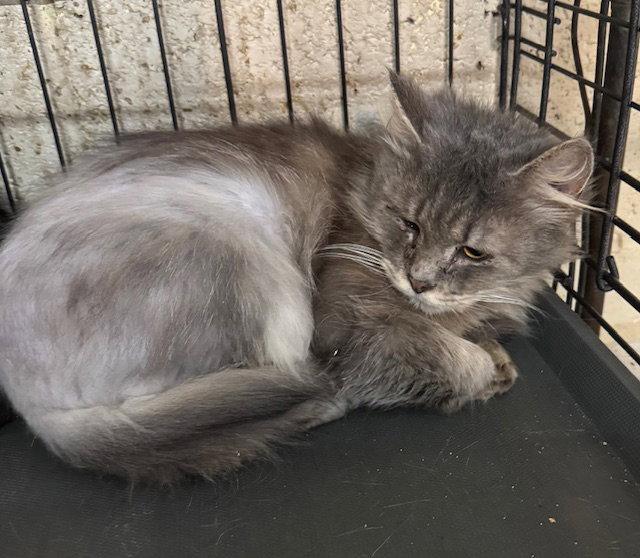 Jewel, Adopted, Adult Female Domestic Long Hair.