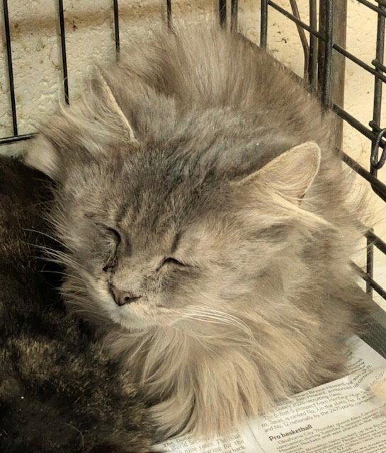 Enlarge Jewel, a Adopted Domestic Long Hair in Apollo, PA image 2/2