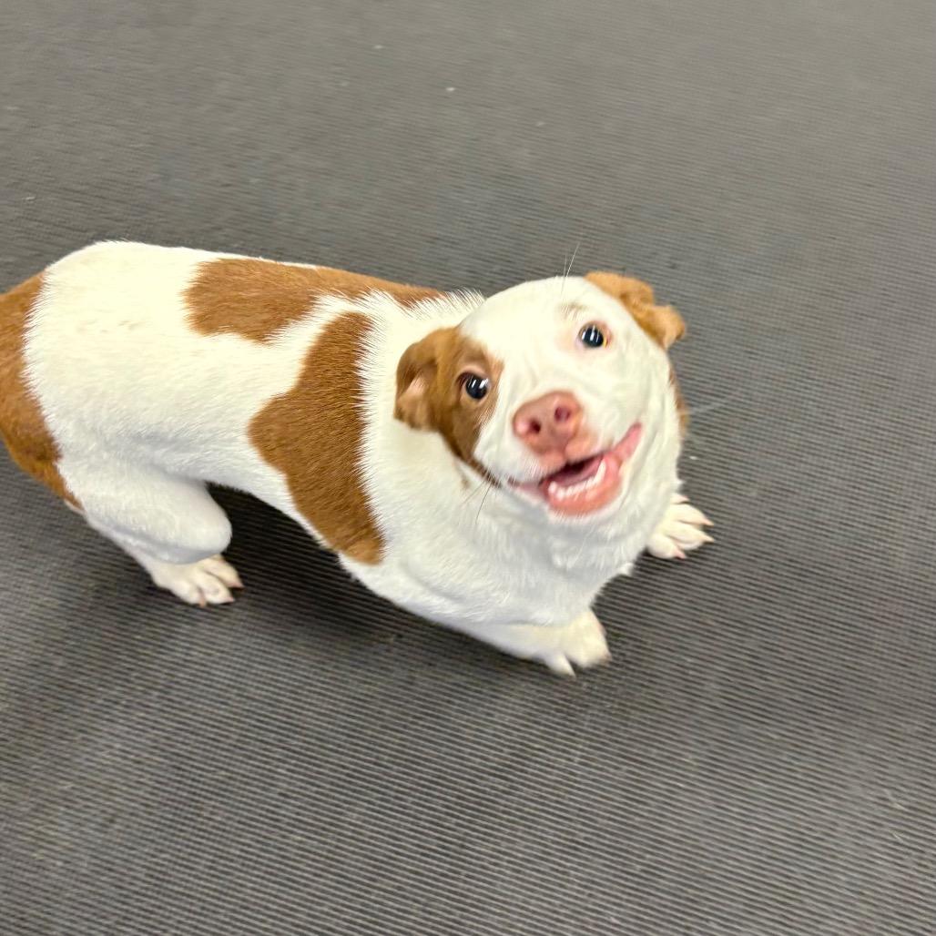 Jill, Adoptable, Puppy Female Mixed Breed.