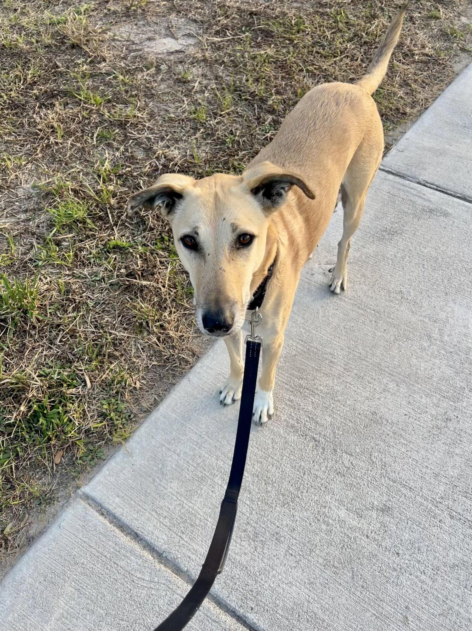 Brownie- COURTESY POST, a Adoptable Mixed Breed in Norfolk, VA image 2/3
