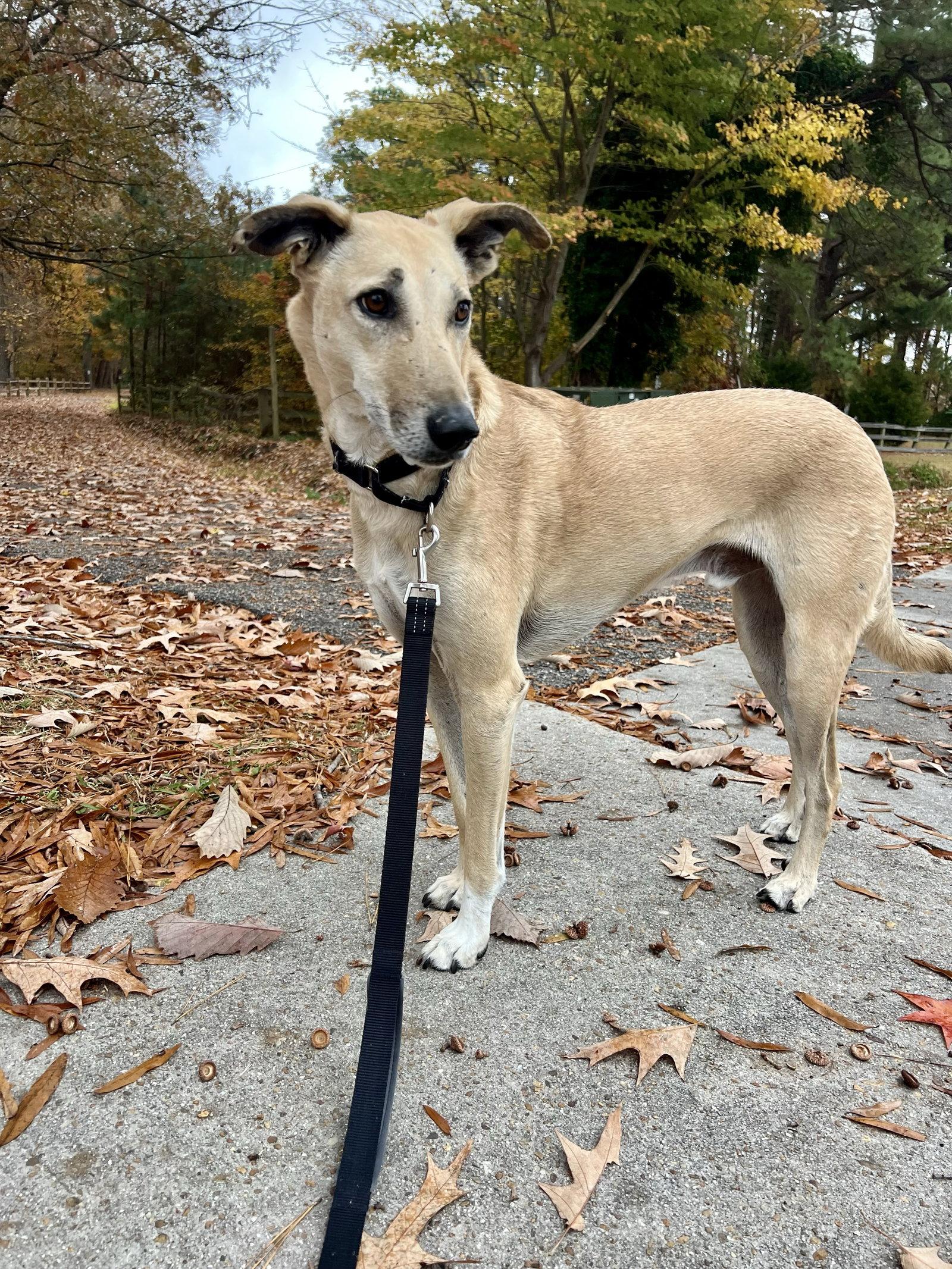 Brownie- COURTESY POST, a Adoptable Mixed Breed in Norfolk, VA image 3/3