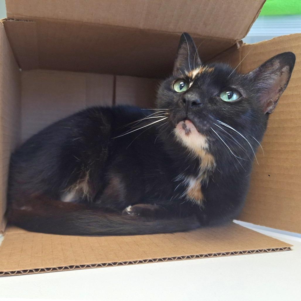 Beyberry, Adoptable, Senior Female Domestic Short Hair.
