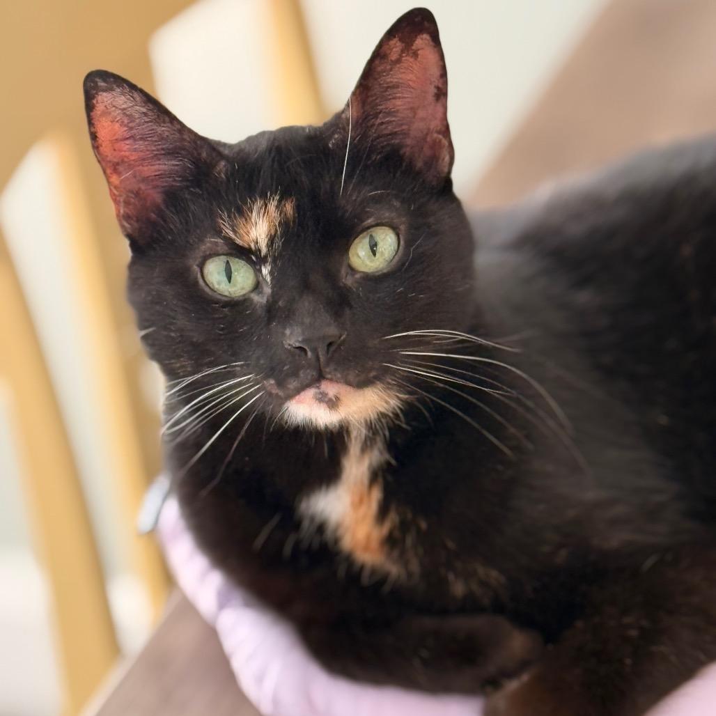 Beyberry, a Adoptable Domestic Short Hair in Cumming, GA image 2/5