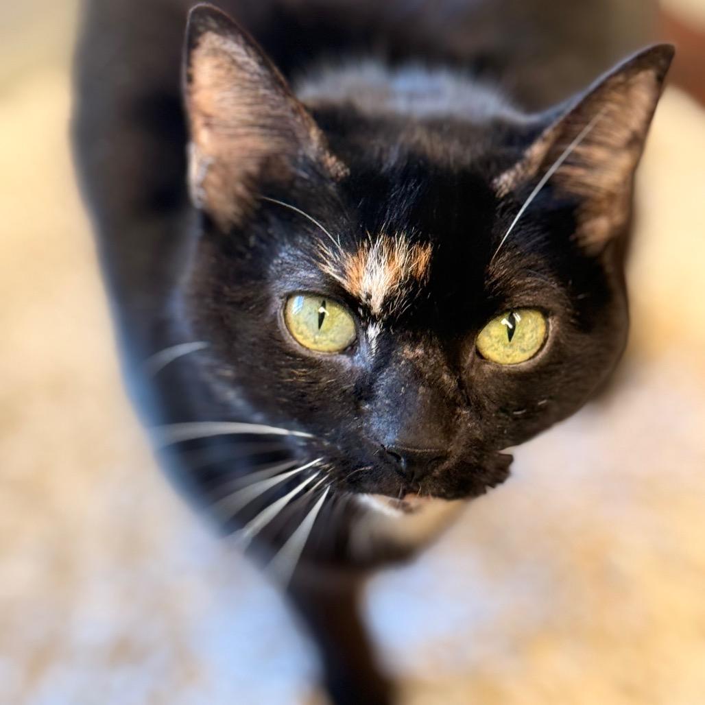Beyberry, a Adoptable Domestic Short Hair in Cumming, GA image 3/5