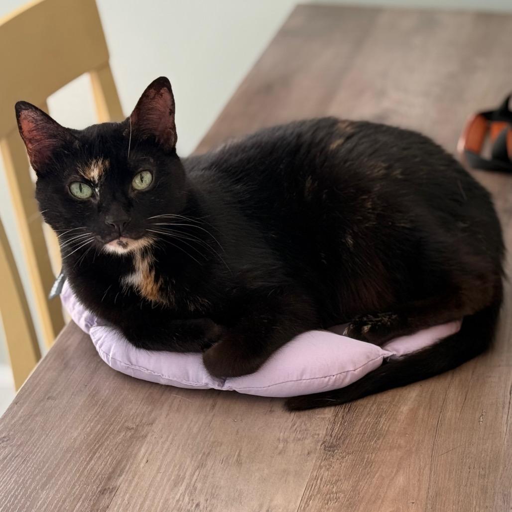 Beyberry, a Adoptable Domestic Short Hair in Cumming, GA image 4/5