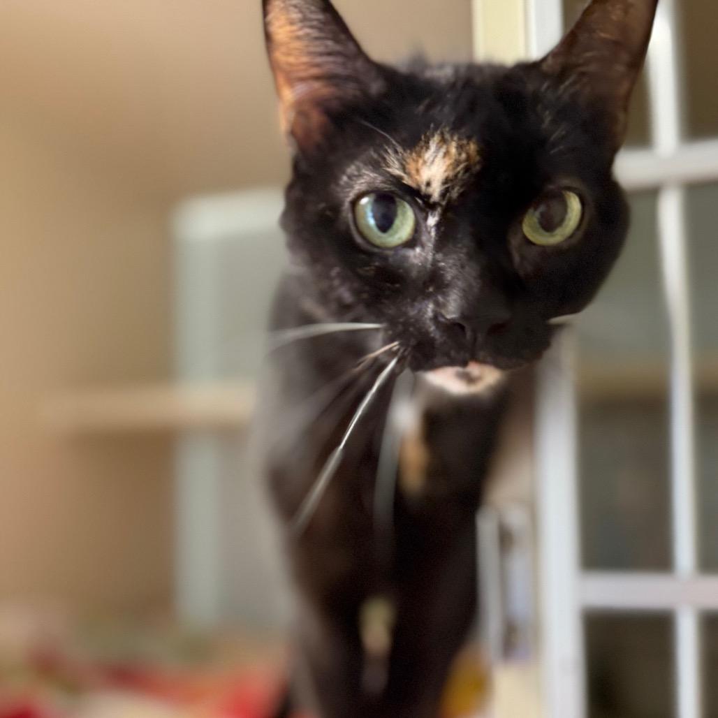 Beyberry, a Adoptable Domestic Short Hair in Cumming, GA image 5/5
