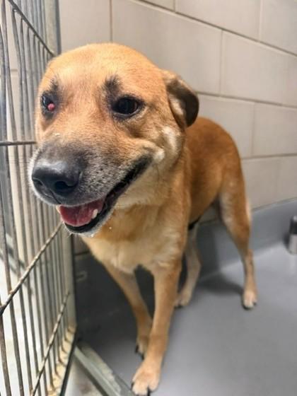 Astro, Adoptable, Adult Male German Shepherd Dog & Mixed Breed.