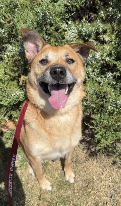 Astro, a Adoptable mixed breed in Irving, TX image 2/3