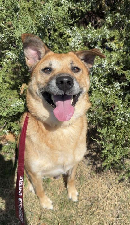 Astro, a Adoptable mixed breed in Irving, TX image 3/3