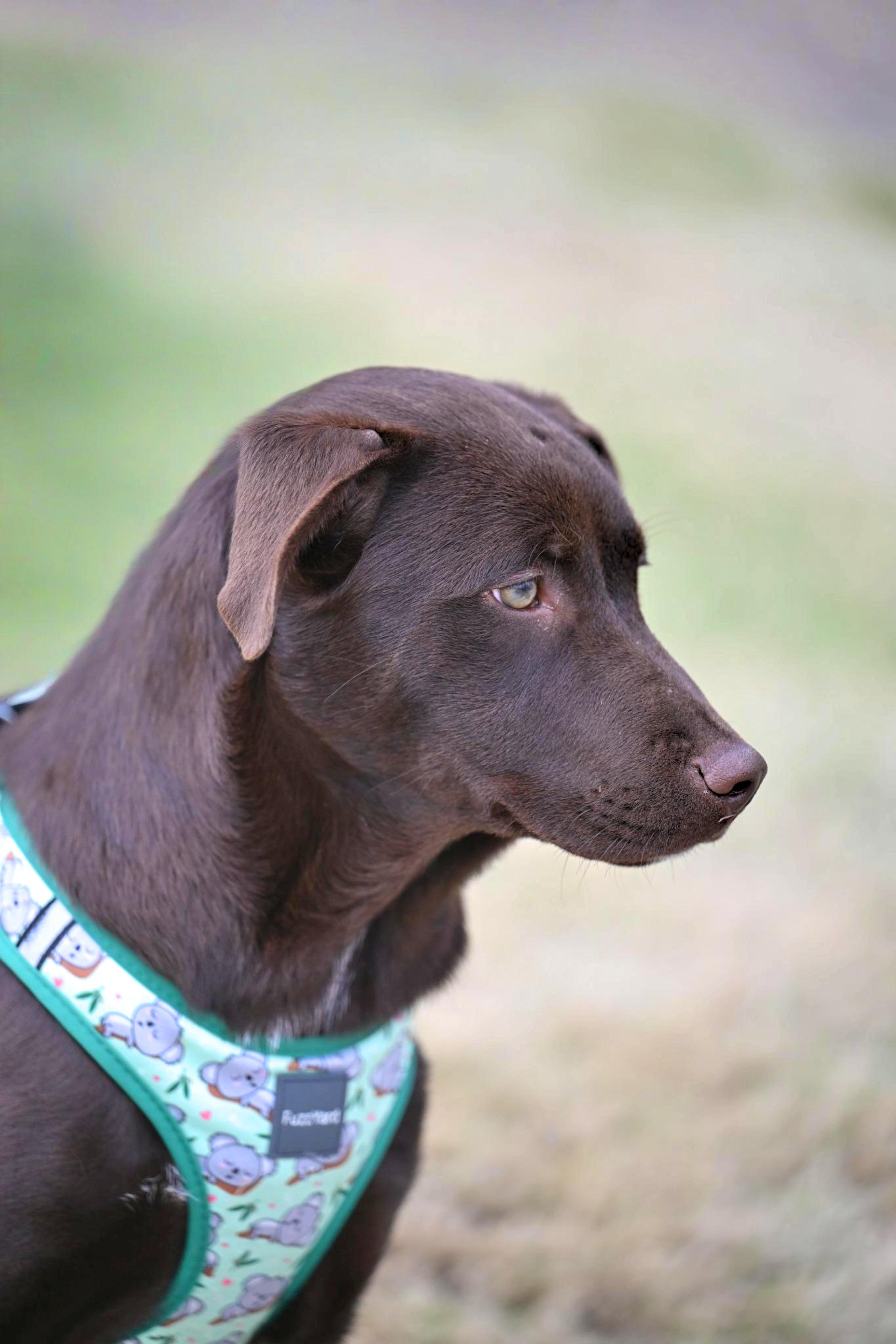 Enlarge Huckleberry Finn, a ADOPTABLE mixed breed in Westerly, RI image 3/4