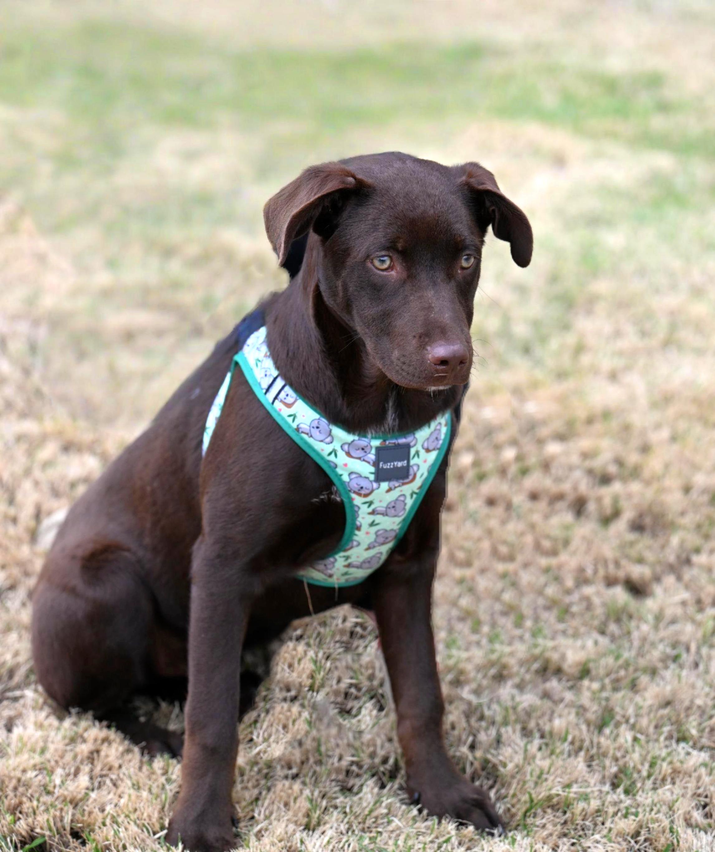 Huckleberry Finn, ADOPTABLE, Puppy Male Chocolate Labrador Retriever & German Shepherd Dog.