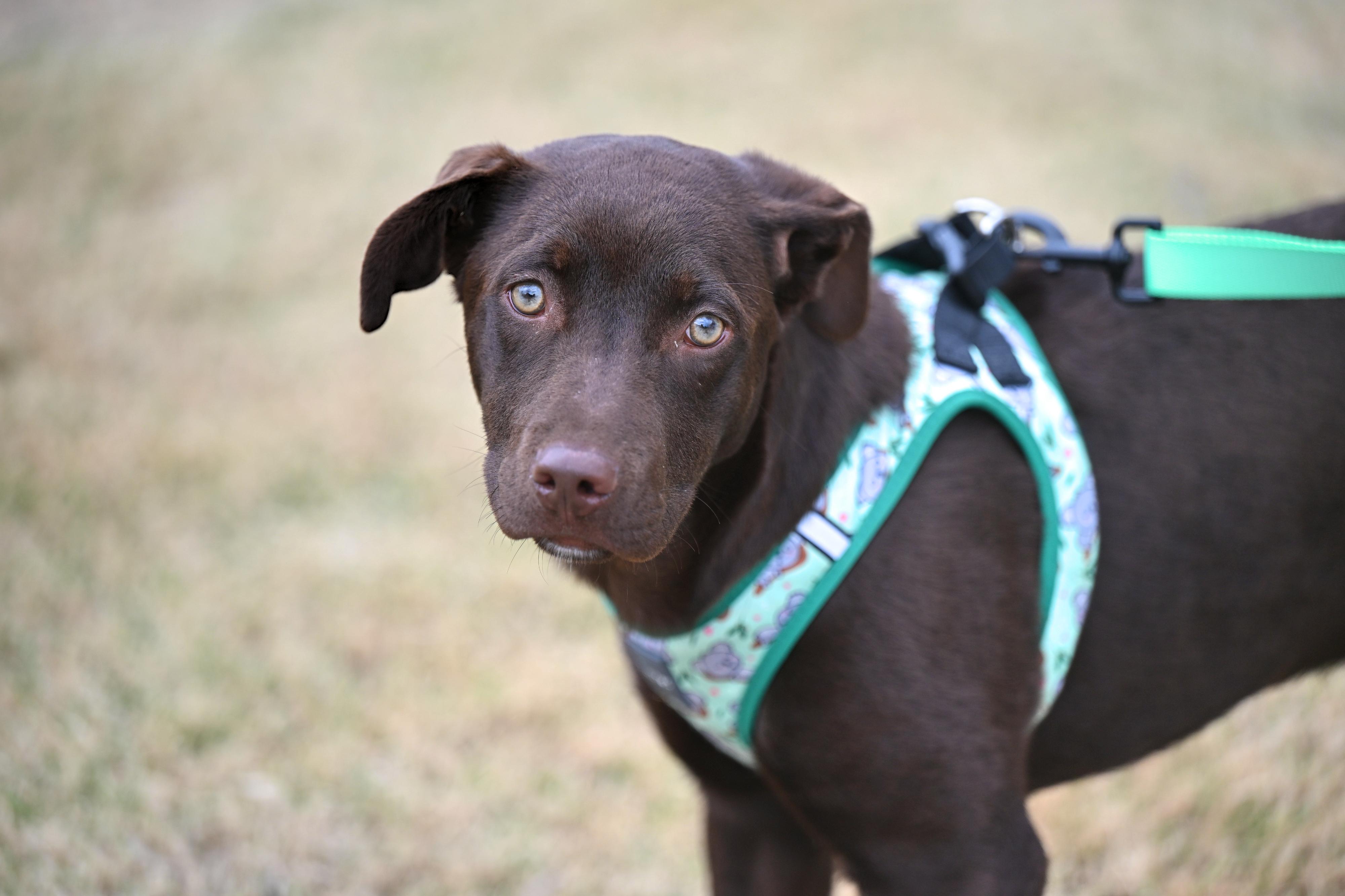 Enlarge Huckleberry Finn, a ADOPTABLE mixed breed in Westerly, RI image 4/4