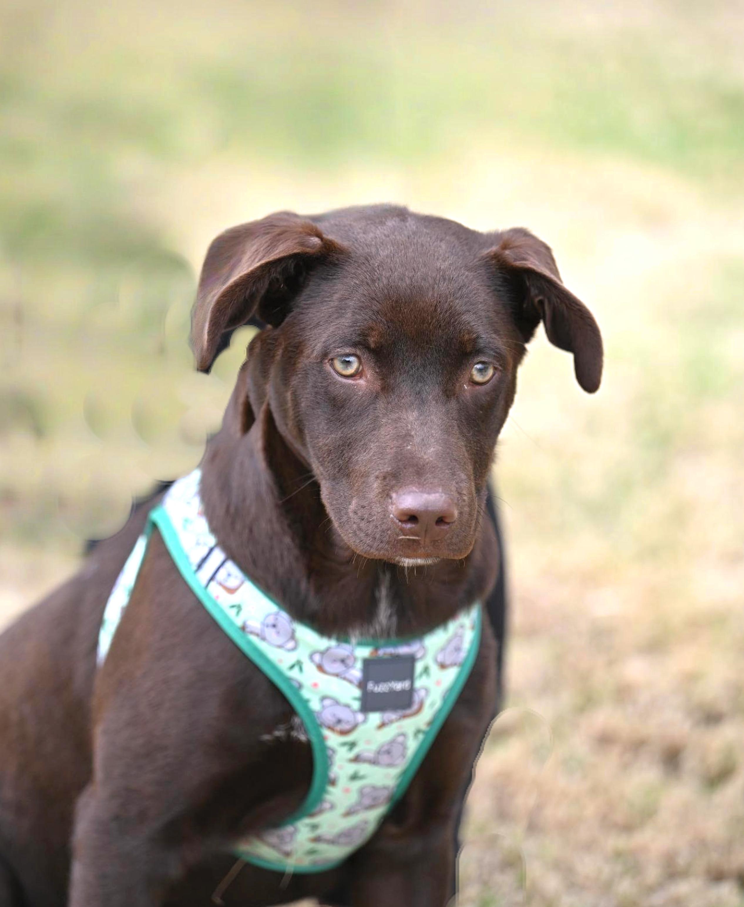 Enlarge Huckleberry Finn, a ADOPTABLE mixed breed in Westerly, RI image 2/4