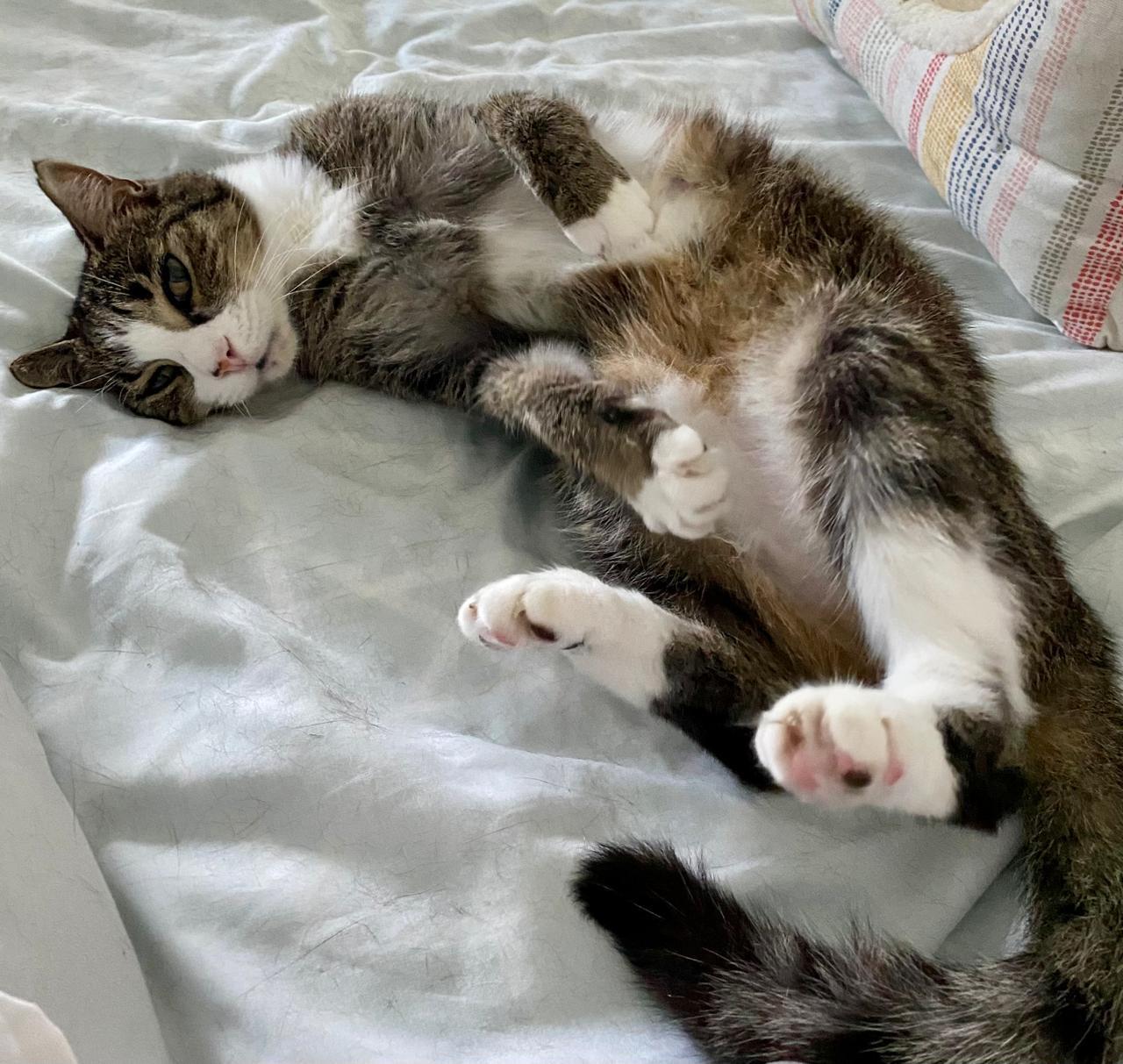 Enlarge Mittens, a Adoptable American Shorthair in Boston, MA image 4/5