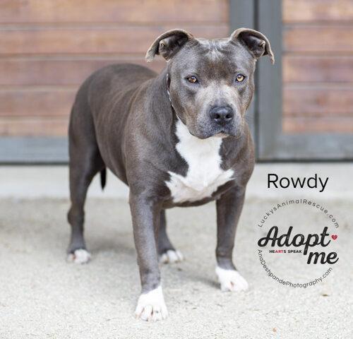 Rowdy, Adoptable, Adult Female American Staffordshire Terrier.